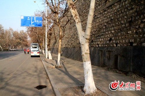 博山區(qū)沿河東路七孔橋北50米處路旁的行道樹