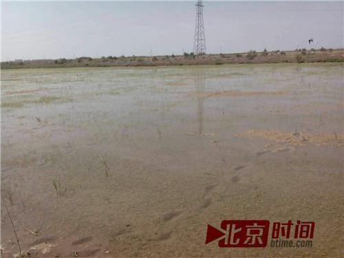 枯死的禾苗 供圖/農(nóng)戶枯死的禾苗 供圖/農(nóng)戶