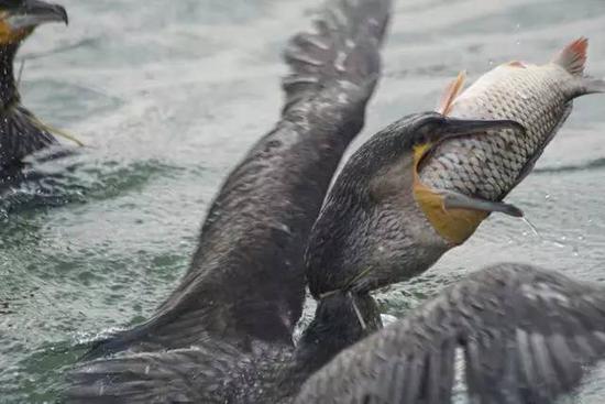 冬雨微山湖 发现晨曦鱼鹰的靓姿_新浪山东_新浪网