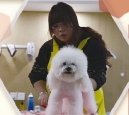 一家宠物店工作人员在给狗狗做美容