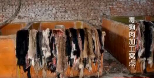 经调查，这些毒狗肉被用于制作狗肉熟食。