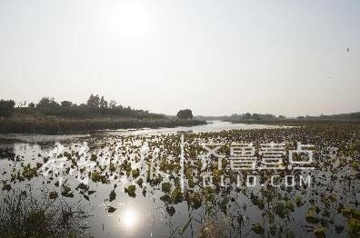 環境優美的鵲山龍湖濕地將加快建設旅游度假區。 本報記者 蔣龍龍 攝