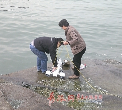 技術人員準備將纜控水下機器人進行海試。 王娉 攝