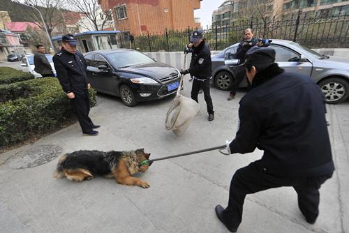 民警将查处的烈性犬装进捕犬套