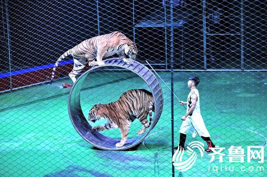 近日济南野生动物世界又传来好消息,景区首届国际马戏节将于3月18日拉开序幕