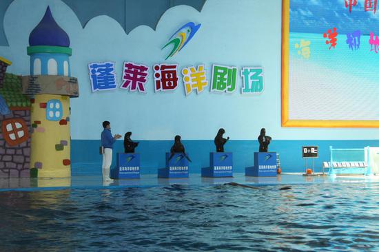 海洋剧场 海狮表演