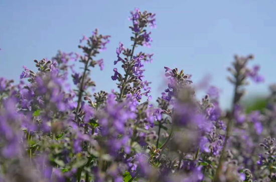 紫色花海