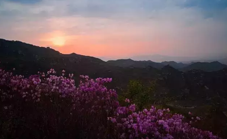 白石山杜鹃