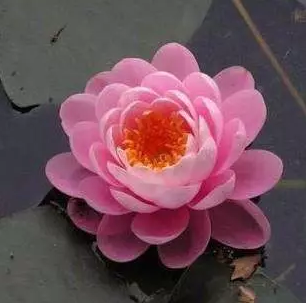 睡莲稀有品种“粉牡丹”