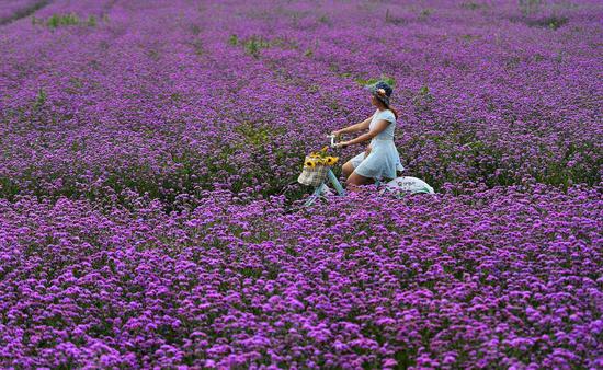 少女在花海里骑行