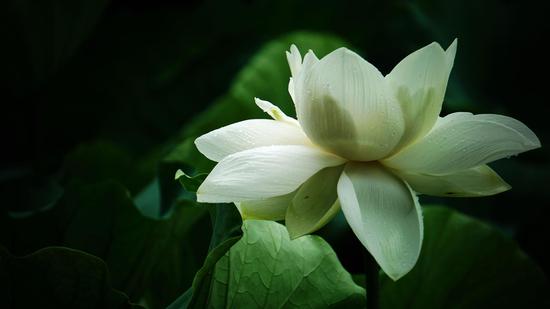 大明湖中盛开的白莲