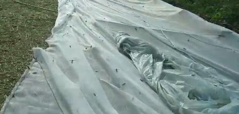 7月13日，盛永岭的蚂蚱养殖大棚被拆除。受访者供图