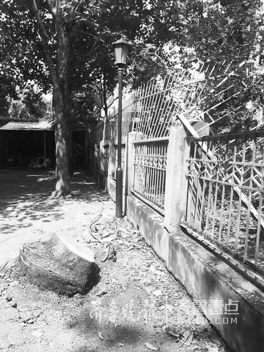 傾倒的大樹已經被園林部門鋸掉。