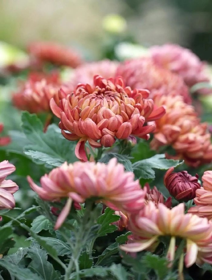 临沂秋日“花漾”秘境！