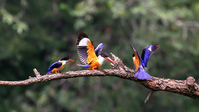  Bird father and mother "take baby" to teach birds how to fly