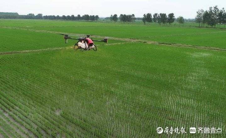  Farmers in the granary in southern Shandong Province "fertilize in the air" instead of trudging in the mud