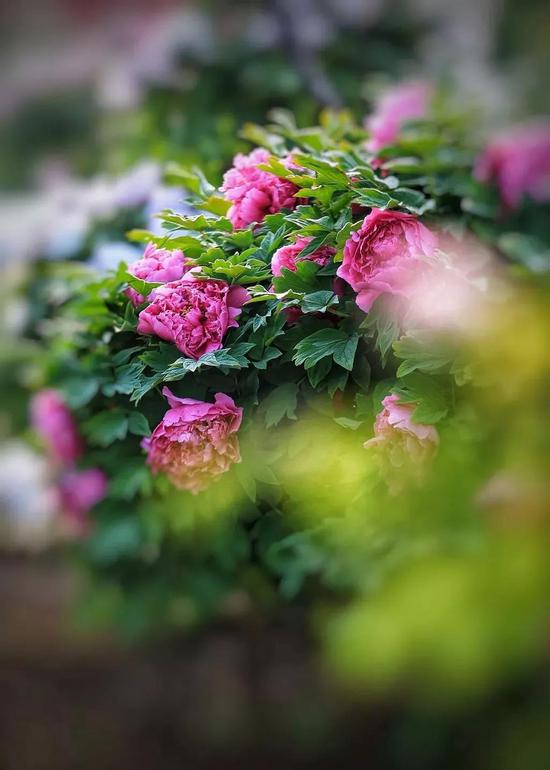 △ 菏泽牡丹(来源:掌上菏泽)