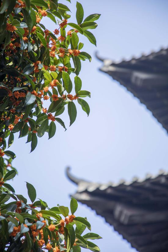 金秋十月,桂子飘香,香满全城.古人说:"桂子月中落,天香云外飘".