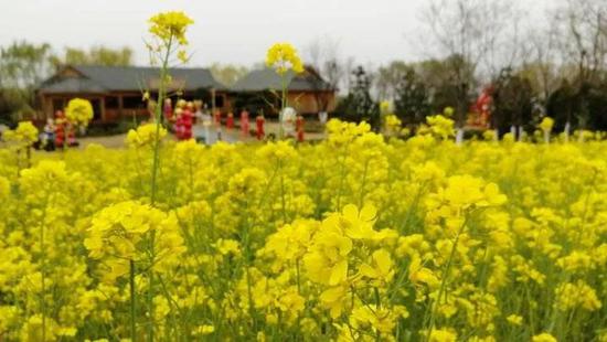 油菜花