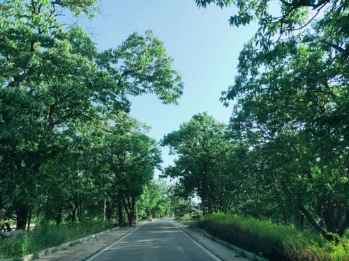 ▲董常路大槐树百年板栗丛林