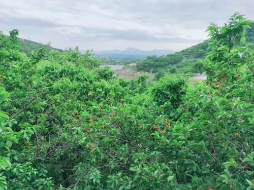 ▲齐鲁风情5号路北山村
