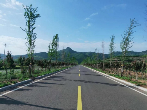 ▲齐鲁风情5号路北京北路叩官段银杏大道