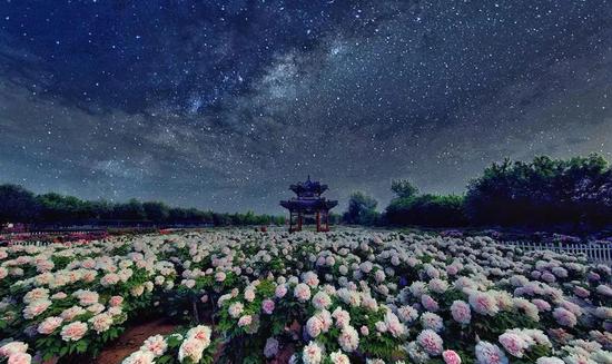 △ 菏泽牡丹(来源:掌上菏泽)