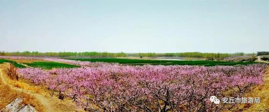 2018·中国安丘桃花节即将开幕,精彩节目单