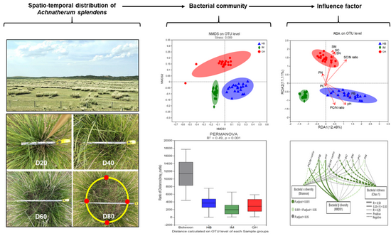图2 不同地区及龄级芨芨草株丛对土壤细菌结构的影响。
