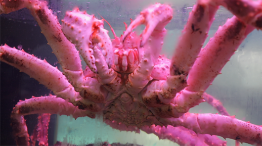 澳洲大龙虾40斤以上 EfnY-hnprhzw2282865.png