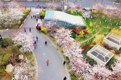 “最美地铁口”鲁迅公园樱花林吸引乘客眼球_新浪上海_新浪网