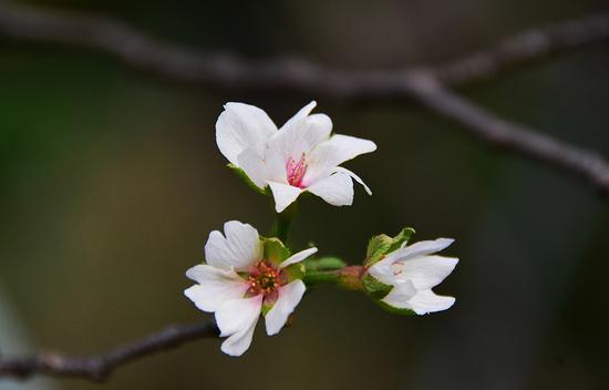 “染井吉野”樱反季节开花