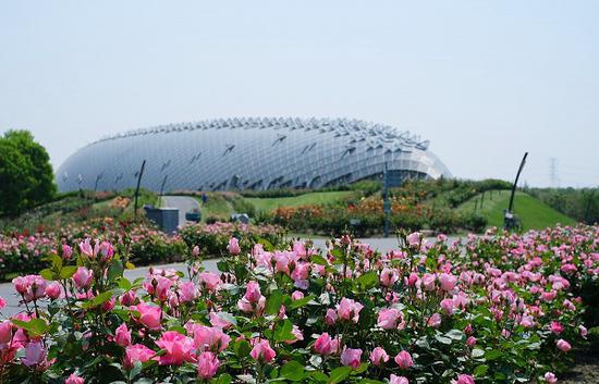 图说:温室月季资源圃