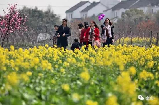 金山田野百花节本周六开幕 踏青攻略一览
