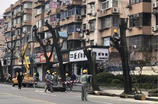 图说:铜川路段种下了一棵棵悬铃木。普陀区新闻办 供图