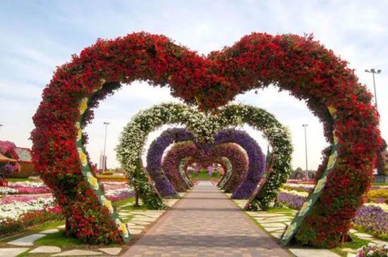 上海城区郊外初夏花卉相继开放 形成一片片七彩花海