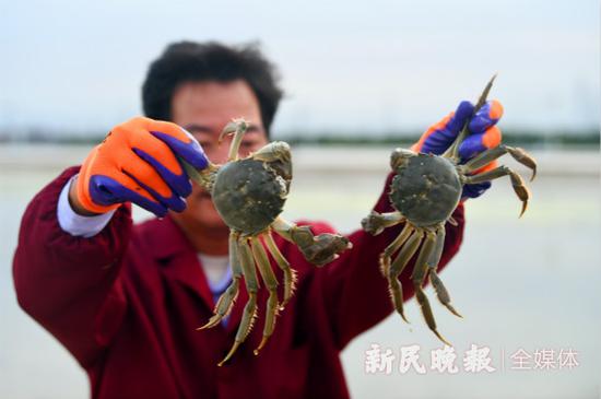 图说:刚刚捕捉到的浦东本地大闸蟹。新民晚报记者 徐程/摄(下同)