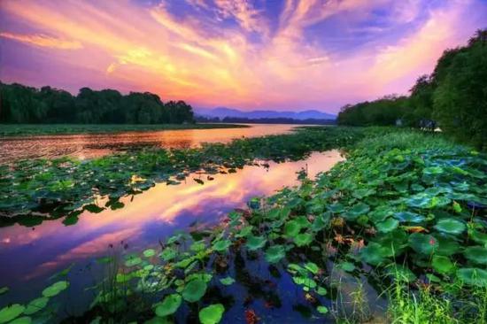 上海赏荷去处盘点:闵行体育公园、嘉北郊野公园等