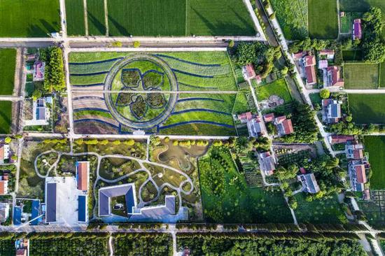 崇明打造海上花岛 已筛选出800余种合适植物