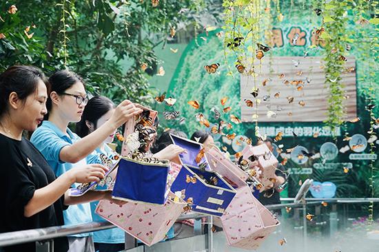 上海动物园第七届蝴蝶展。上海动物园 供图