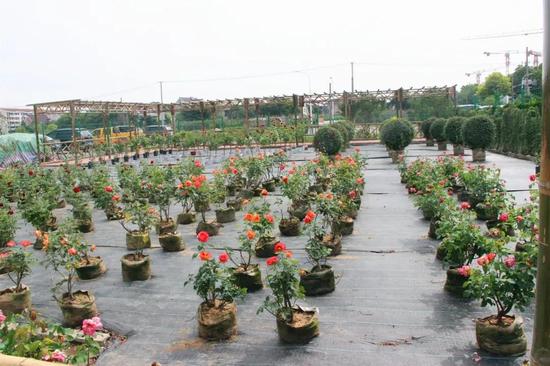 月季花圃,不远处就是停车场