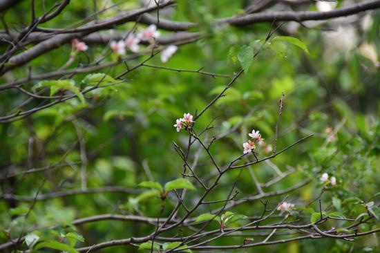 “小彼岸”樱反季节开花