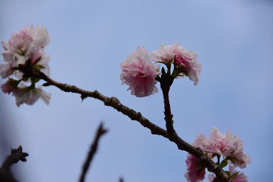 “杨贵妃”樱反季节开花