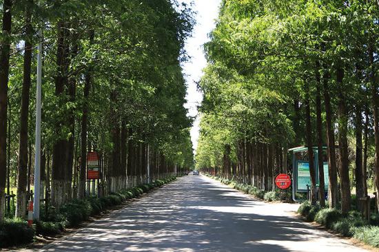 图说:崇明区草港公路林荫道