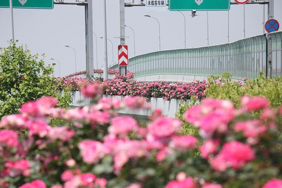 图说:月季扮靓申城高架