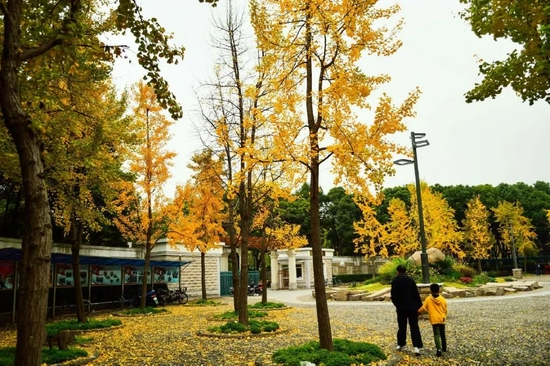 莘城中央公园,1999年12月建成开园