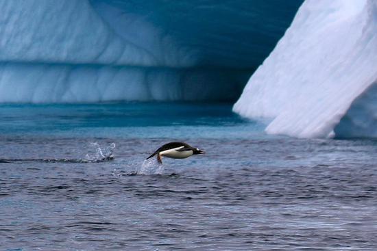 企鹅在水中跳跃。