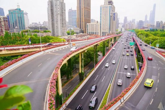 延安高架路月季景观。 来源：盛程园林