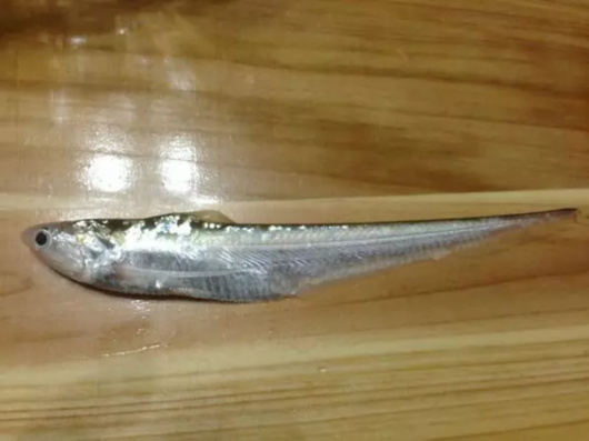 ① 湖刀的尾巴是金黄色的