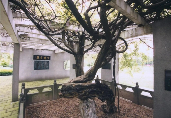 古藤园,曾是乡间集镇,1999年改扩建后对外开放(区档案馆 供图)